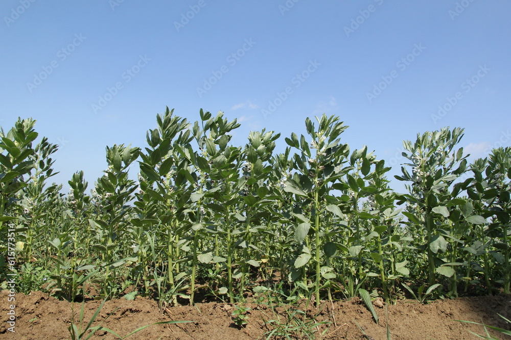 a row of field beans in a field in the countryside and a blue sky