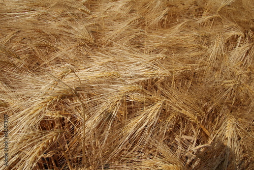 a group curved ears of barley with long hairs closeup in the fields in summer
