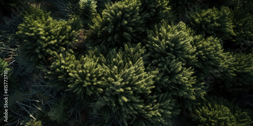 Evergreen trees leaf texture. Dark green branches.Nature forest background.For   coniferous wallpaper. Generative ai