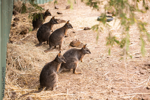 wallabies all in a line photo