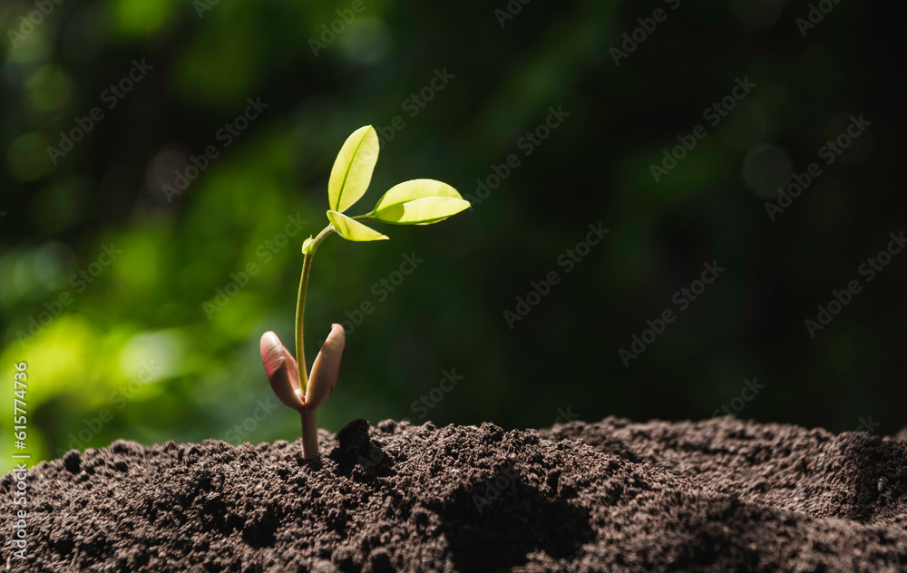 Gardener applying fertilizer plant food to soil for vegetable garden. Agriculture industry, development, economy and Investment growth concept. Gardener applying fertilizer plant food to soil for vegetable garden. Agriculture industry, development, economy and Investment growth concept.