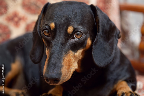 Dachshund dog on a chair at home, close-up