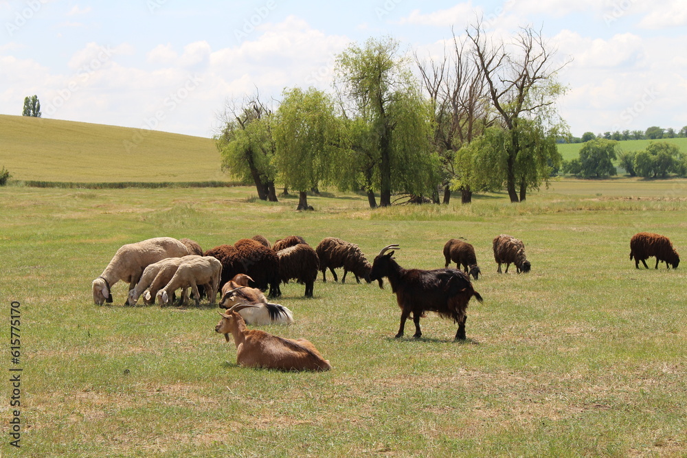 A herd of cattle grazing on a field