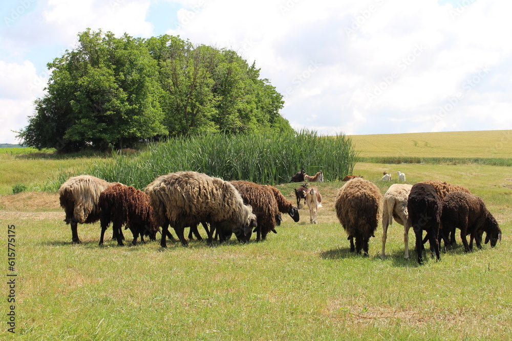 A herd of sheep grazing