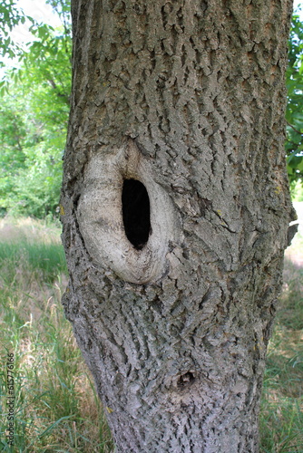 A tree trunk with a hole in it