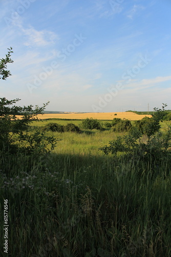 A grassy field with trees and a blue sky