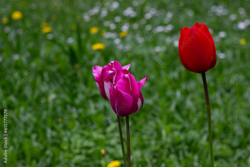 Didiers Tulip in the green background. Didiers Tulip is also known as Tulipa Gesneriana. Tulip red and Tulip pink on a natural green background. Selectively focused on the flower. Didiers Tulip in the green background. Didiers Tulip is also known as Tulipa Gesneriana. Tulip red and Tulip pink on a natural green background. Selectively focused on the flower.