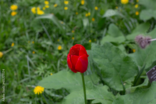 Didiers Tulip in the green background. Didiers Tulip is also known as Tulipa Gesneriana. Tulip red and Tulip pink on a natural green background. Selectively focused on the flower. photo