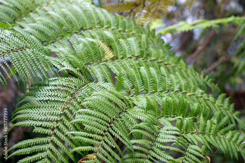 Close-up common bracken leaves are known as Pteridium aquilinum. Green fern in nature. photo