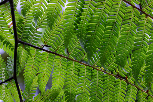 Fotografía Close-up common bracken leaves are known as Pteridium aquilinum