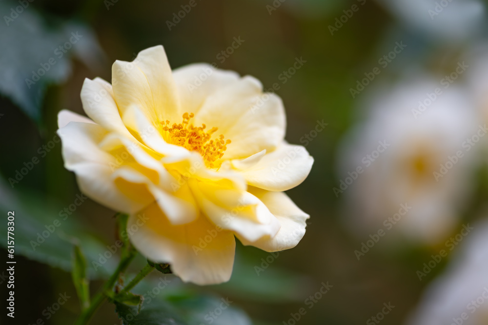 White rose (Rosa) with bright translucent petals and orange stamen, green leaves and fresh rose buds close up in the sunlight. Macro close up of a single flower isolated on blurred garden background. White rose (Rosa) with bright translucent petals and orange stamen, green leaves and fresh rose buds close up in the sunlight. Macro close up of a single flower isolated on blurred garden background.