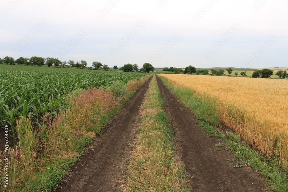 A dirt road in a field