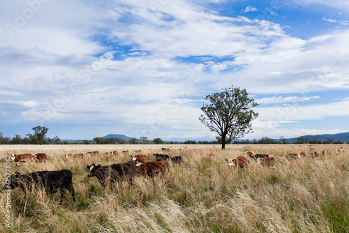Cattle moving together as mob to new paddock on farm using rotational grazing land management photo