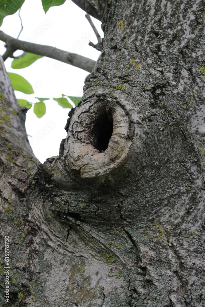 A tree trunk with a hole in it A tree trunk with a hole in it