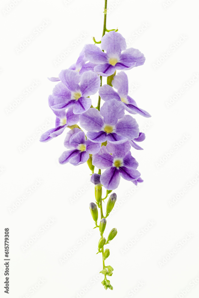 flowers isolated on white, Golden dew drop, Pigeon berry, Duranta repens flowers isolated on white, Golden dew drop, Pigeon berry, Duranta repens