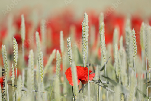 Red poppy flowers in a wheat field, Gotland Sweden.