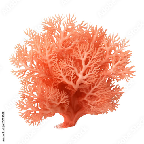 red soft coral isolated on transparent background cutout