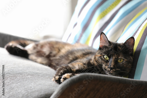A cute and curious tortoiseshell colored cat.