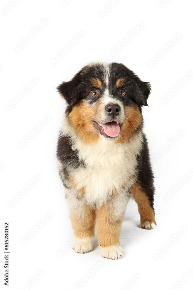 miniature American shepherd puppy isolated on white 