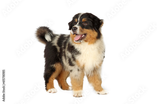 miniature American shepherd puppy isolated on white 