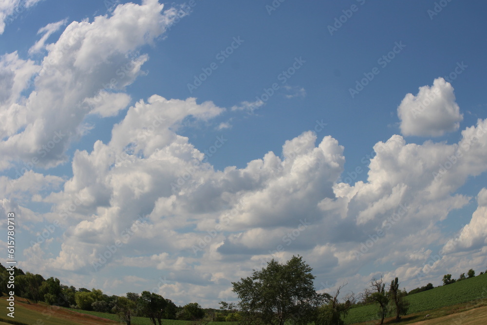 A field with trees and blue sky A field with trees and blue sky