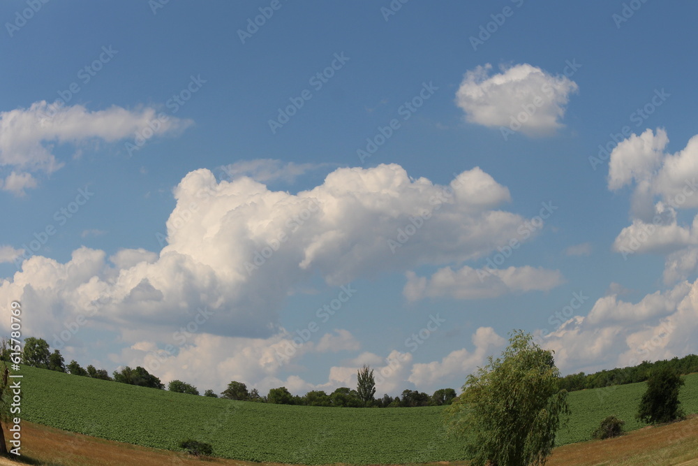 Fototapeta premium A grassy field with trees and blue sky