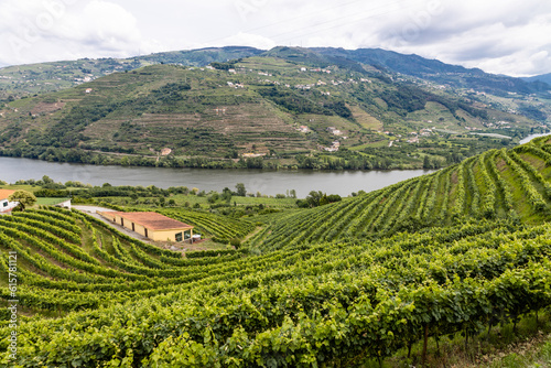 Vista dos vinhedos no Vale do Douro  R  gua Portugal
