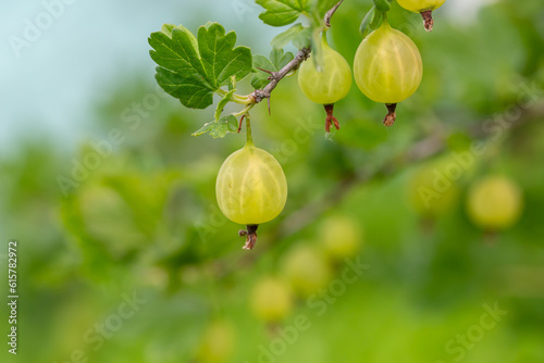Green gooseberry berries on a green background on a summer day macro photography. Green berries hanging on a branch of a gooseberry bush close-up photo in summertime.	
