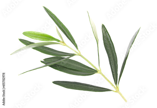 Branch olive, green leaves isolated on white