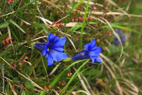 Close up from Gentiana clusii in alps mountains photo