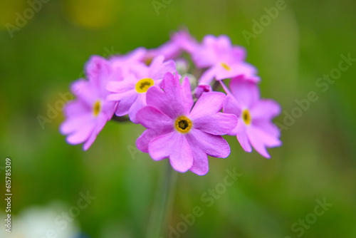 Macro Photography of Primula farinosa (flour primrose) in alps mountains