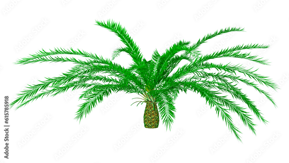 3D Rendering Encephalartos woodii on White