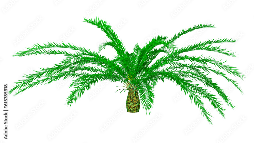 3D Rendering Encephalartos woodii on White