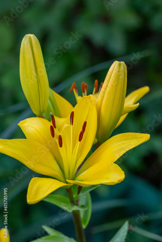 Blooming yellow lilies in a summer sunset light macro photography. Garden lily flowers with bright orange petals in summertime, close-up photography. Large flowers in sunny day floral background.