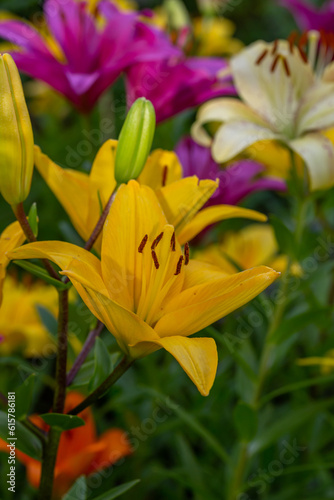 Fototapeta Naklejka Na Ścianę i Meble -  Blooming yellow lilies in a summer sunset light macro photography. Garden lily flowers with bright orange petals in summertime, close-up photography. Large flowers in sunny day floral background.