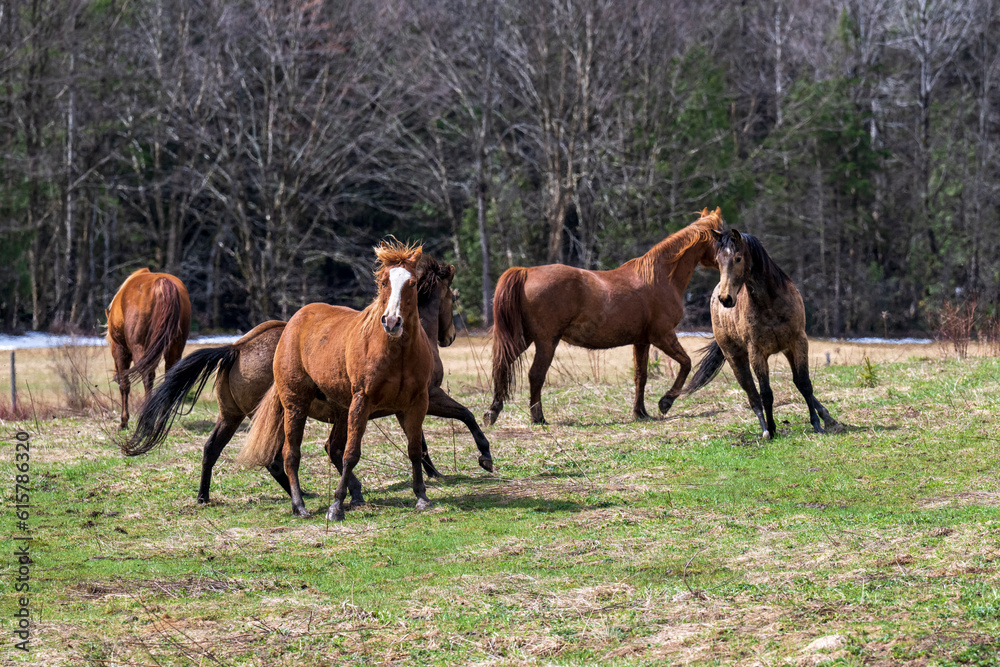 Fototapeta premium Beautiful horses having fun in a field