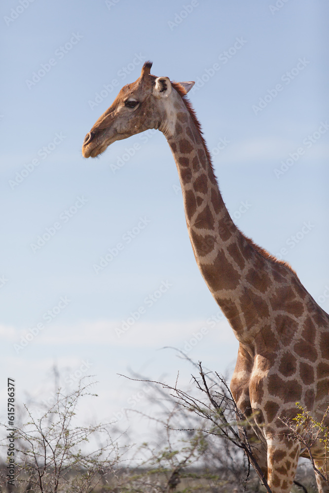 Obraz premium Giraffe profile portrait at Etosha Park in Namibia