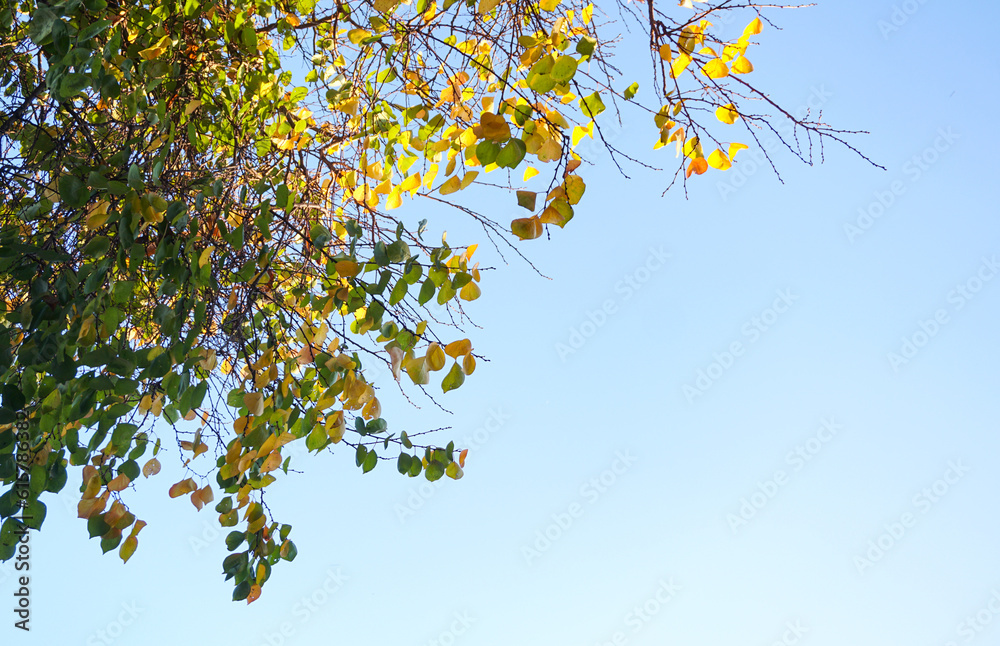 A tree with yellow leaves A tree with yellow leaves