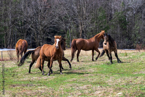 Beautiful horses having fun in a field