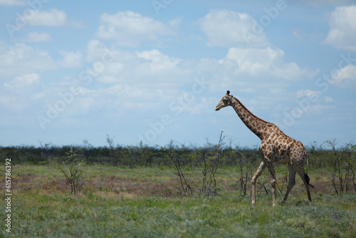 Giraffe portrait at Etosha Park in Namibia
