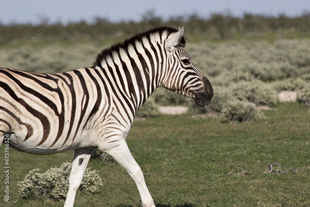Wild Zebra at Etosha National Park in Namibia Wild Zebra at Etosha National Park in Namibia