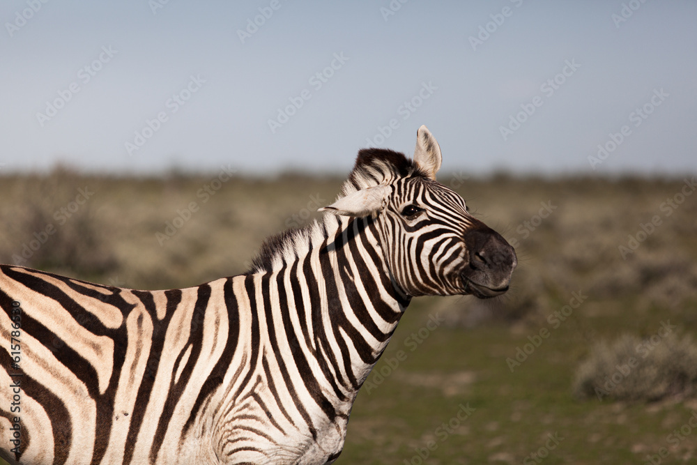 Wild Zebra at Etosha National Park in Namibia Wild Zebra at Etosha National Park in Namibia