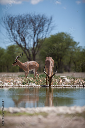 Two impalas drinking water in a pond - Etosha, Namibia