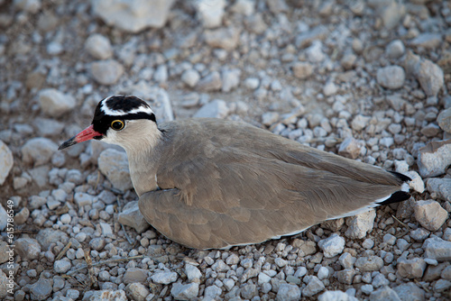 Crowned lapwing (Vanillas coronatus) portrait photo