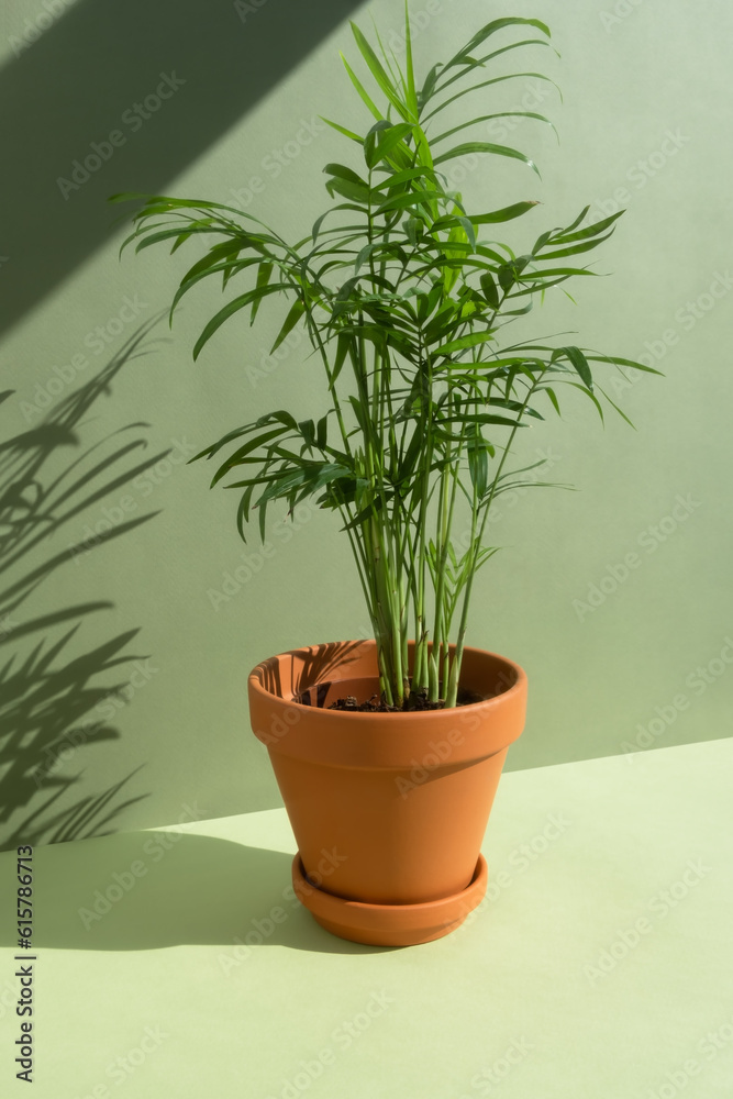 Home plant hamedorea or Areca palm in a clay brown pot on a green background. The concept of minimalism. Houseplants in a modern interior.