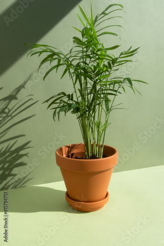 Home plant hamedorea or Areca palm in a clay brown pot on a green background. The concept of minimalism. Houseplants in a modern interior. © Marina Kaiser