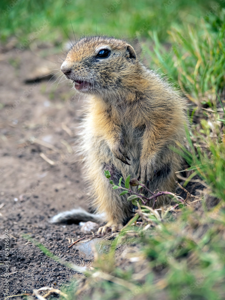 A prairie dog is standing on its hind legs on a grassy lawn and carefully looking around. A prairie dog is standing on its hind legs on a grassy lawn and carefully looking around.