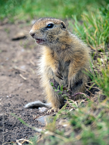 A prairie dog is standing on its hind legs on a grassy lawn and carefully looking around. © vadim