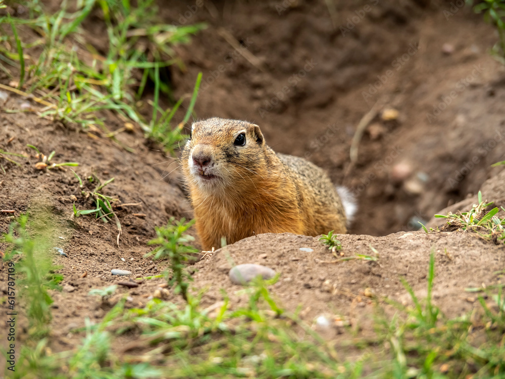 A prairie dog near its hole looks intently into the camera. A prairie dog near its hole looks intently into the camera.
