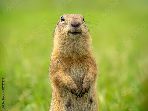 Prairie dog smiling at the camera on a blurred grassy lawn background. Close-up